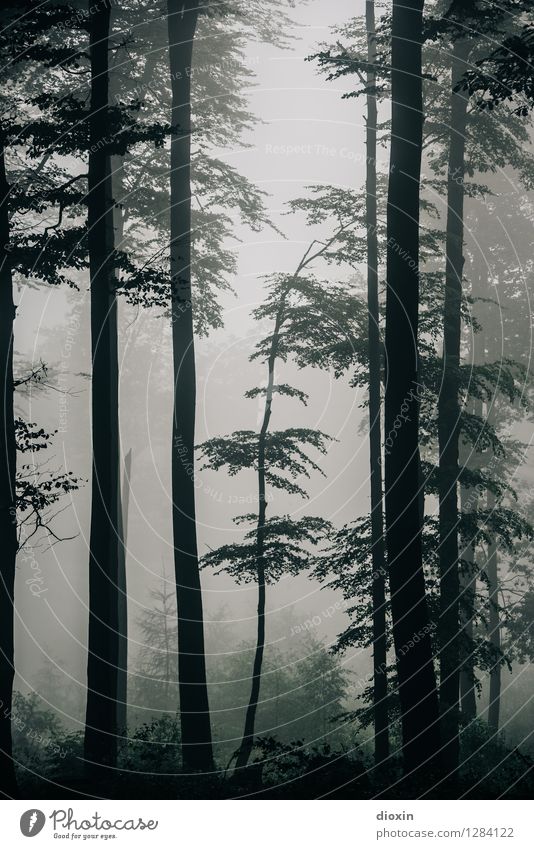 Nachdemregenwald [8] Ausflug wandern Umwelt Natur Pflanze Herbst Klima Nebel Regen Baum Wald Urwald Pfälzerwald Wachstum nass natürlich feucht feuchtkalt
