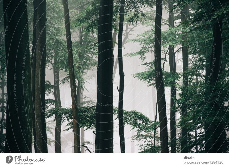 Nachdemregenwald [5] Ausflug wandern Umwelt Natur Pflanze Nebel Baum Wald Urwald Pfälzerwald Wachstum frisch natürlich feucht Farbfoto Außenaufnahme