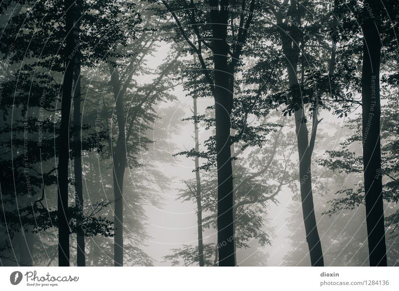 Nachdemregenwald [7] Ausflug Umwelt Natur Klima Nebel Regen Pflanze Baum Wald Urwald Pfälzerwald Wachstum nass natürlich feucht feuchtkalt Farbfoto