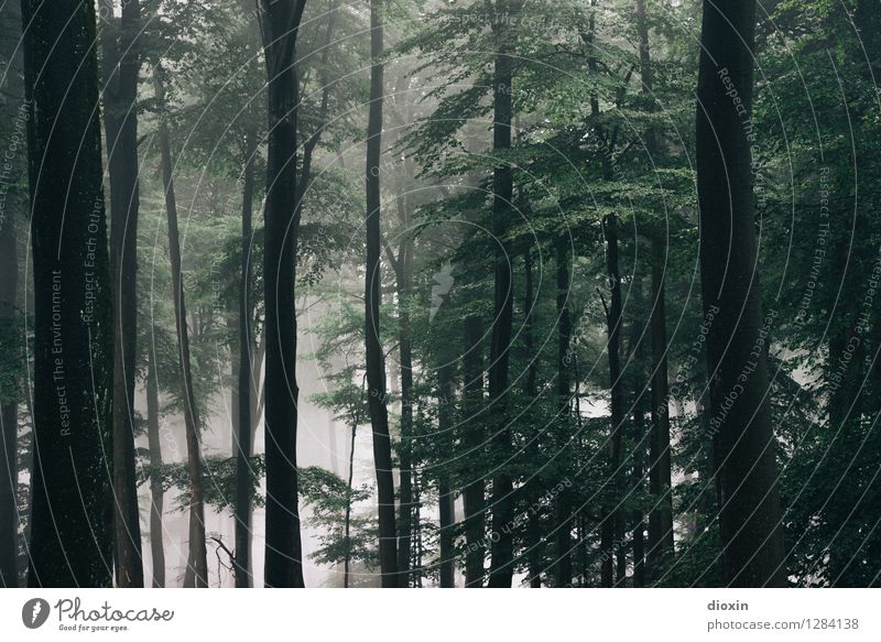 Nachdemregenwald [19] Umwelt Natur Landschaft Pflanze Herbst Wetter Nebel Baum Wildpflanze Wald Urwald Pfälzerwald Wachstum nass natürlich Farbfoto