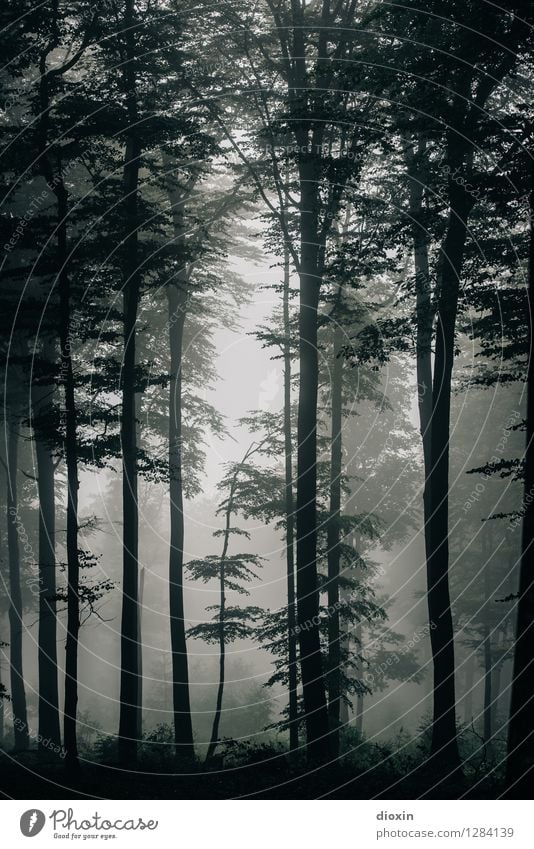 Nachdemregenwald [6] Ausflug wandern Umwelt Natur Landschaft Pflanze Wetter Nebel Baum Wald Urwald Pfälzerwald Wachstum nass natürlich feucht Schwüle Farbfoto