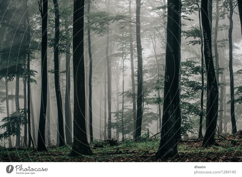 Nachdemregenwald [9] Ausflug wandern Umwelt Natur Landschaft Pflanze Klima Wetter Nebel Regen Baum Wald Urwald Pfälzerwald Wachstum nass natürlich Farbfoto
