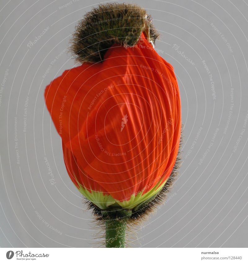Mohnpower Blume Blumenladen rot entfalten schön Härchen fein Vase Schmuck Dekoration & Verzierung Lust Wachstum Niederlande Gewächshaus Lieblingsblume