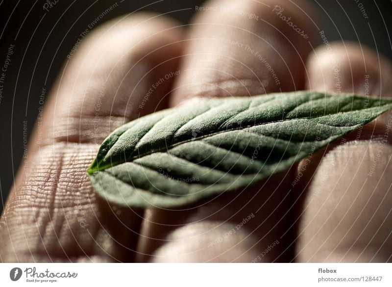 Schutzlos Bioprodukte Gesundheit Mensch Hand Finger Natur Pflanze Klima Klimawandel Blatt grün Umweltschutz Photosynthese ökologisch Pflanzenschutz Biologie