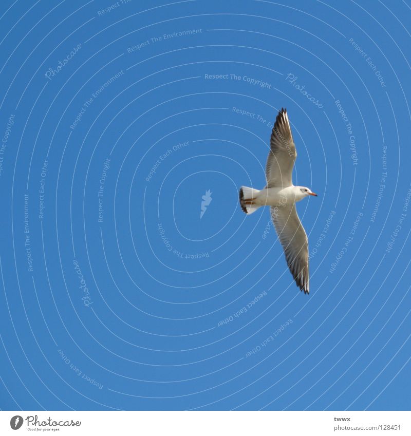 Möwe mit Ziel vor Augen Vogel weiß aufsteigen Aufschwung Segeln Segelfliegen Luft weiß-blau Schönes Wetter unbefleckt rein Höhenflug Neuanfang Aufsteiger Erfolg