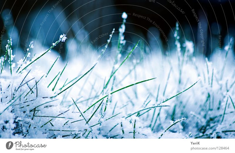snow-white Winter Gras Wiese Halm grün weiß Makroaufnahme kalt Eiskristall Schneeflocke Rasen blau Kontrast Frost gefroren