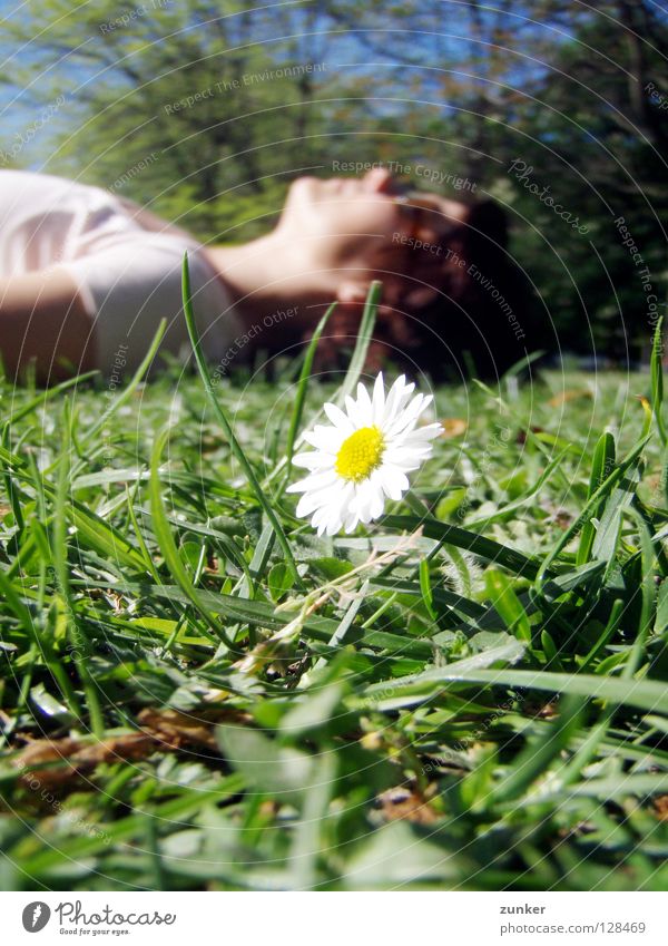 Summertime Gras grün Blume saftig Frau Pause Erholung Sommer ruhig Gänseblümchen Makroaufnahme Nahaufnahme Freiheit