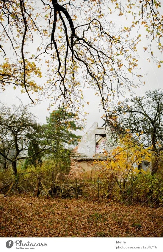 Schöner wohnen Haus Umwelt Landschaft Herbst Baum Ast Wald Hütte Ruine Gebäude alt gruselig hässlich kaputt trist Stimmung Sorge Senior Einsamkeit