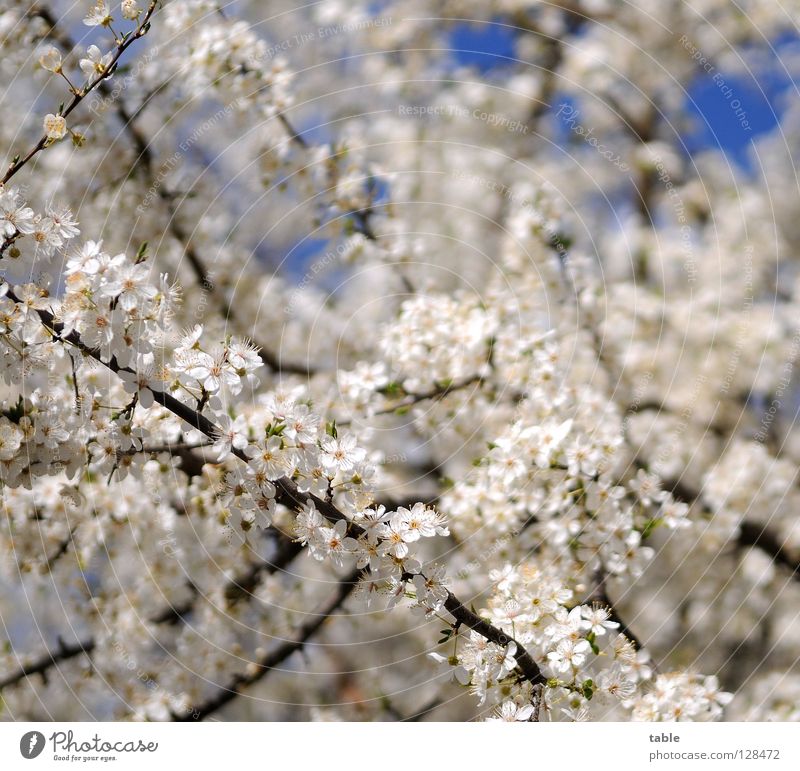 Frühlingsanfang Blume Blüte Sträucher Physik weiß Freude Park Himmel Wärme Duft Friedrichshagen