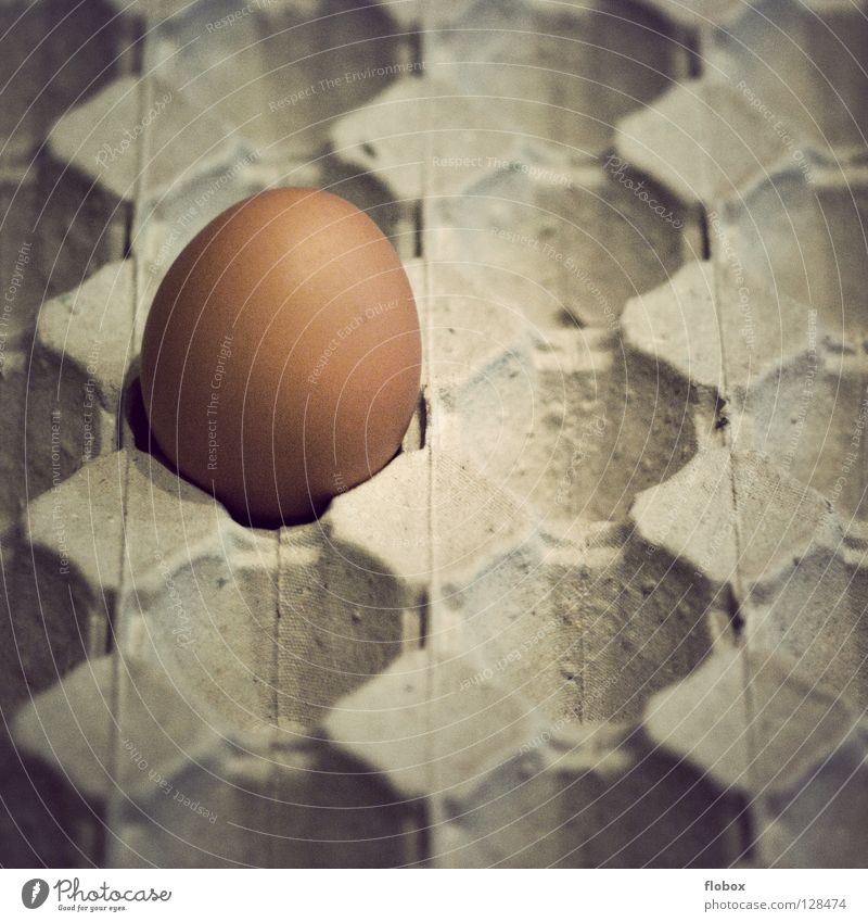 Ja mei, ist denn scho Ostern? Osterei springen Gemälde Haushuhn Eierschale Käfig Gehege ökologisch Umwelt Unkrautbekämpfung Eigelb Tier Nutztier Hühnerei