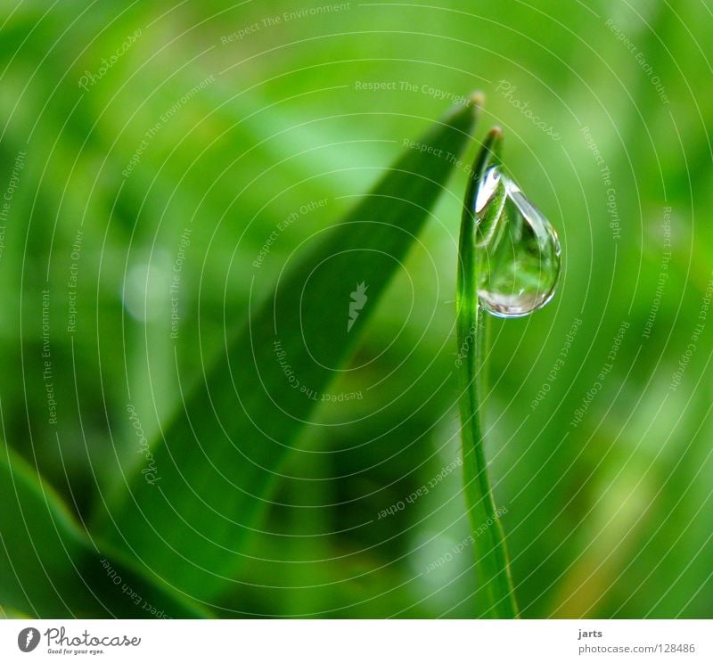 tropf..... Wiese Gras grün Wassertropfen nass Makroaufnahme Nahaufnahme Regen Seil jarts