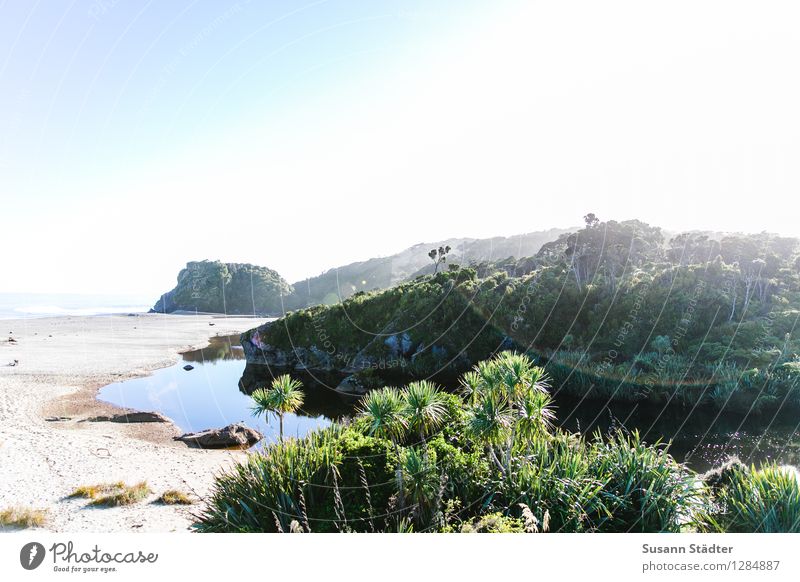 awakeness. Wolkenloser Himmel Sonne Sommer Pflanze exotisch Küste Meer hell Wildnis Palme Neuseeland Südinsel Bucht Gegenlicht Sandstrand Pazifik Oase Farbfoto