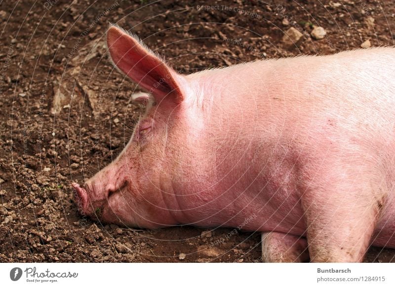 Grunz Ernährung Landwirtschaft Forstwirtschaft Erde Tier Haustier Nutztier Tiergesicht Schwein Hausschwein 1 schlafen träumen natürlich rosa Farbfoto