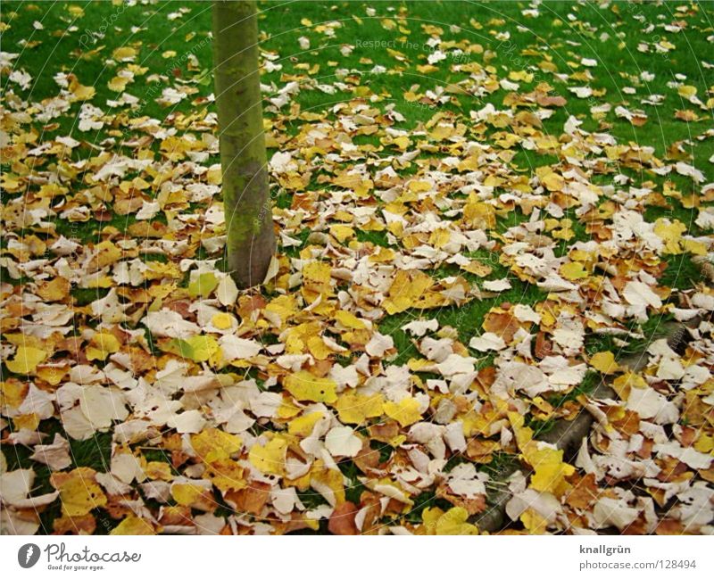 Letzten Herbst Blatt Gras Wiese Baum Baumstamm gelb braun grün Vergänglichkeit Abgefallen