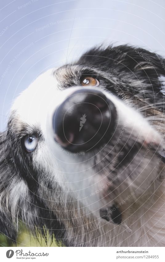Australischer Schäferhund Himmel Wiese Fell grauhaarig Haustier Hund Auge 1 Tier beobachten Blick stehen ästhetisch außergewöhnlich nass Kraft Treue