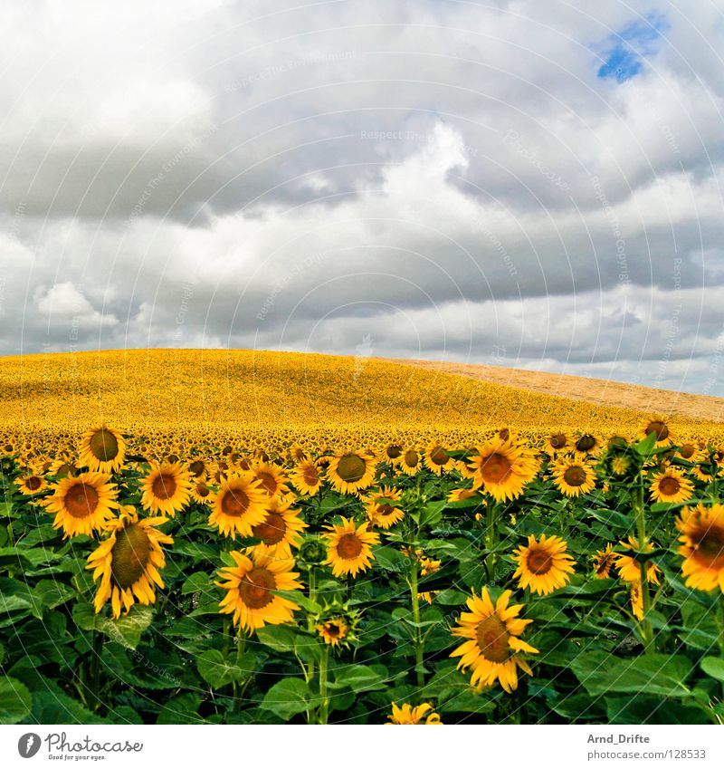 Sonnenblumenfeld VII Wolken Feld Blume Sommer gelb weiß Frühling Horizont Landwirtschaft fleißig Arbeit & Erwerbstätigkeit Fröhlichkeit Freundlichkeit frisch