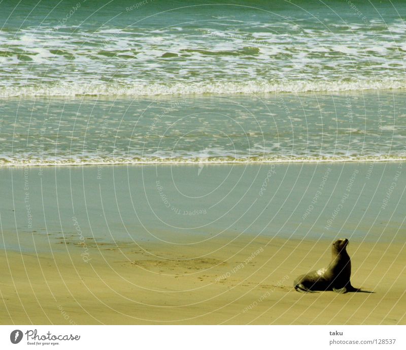 SEAL Neuseeland Südinsel Strand Meer Wellen durchdrehen Geschwindigkeit gefährlich Tier p.b. seal Bucht Wasser stranden faul sein Angeln im sand liegen