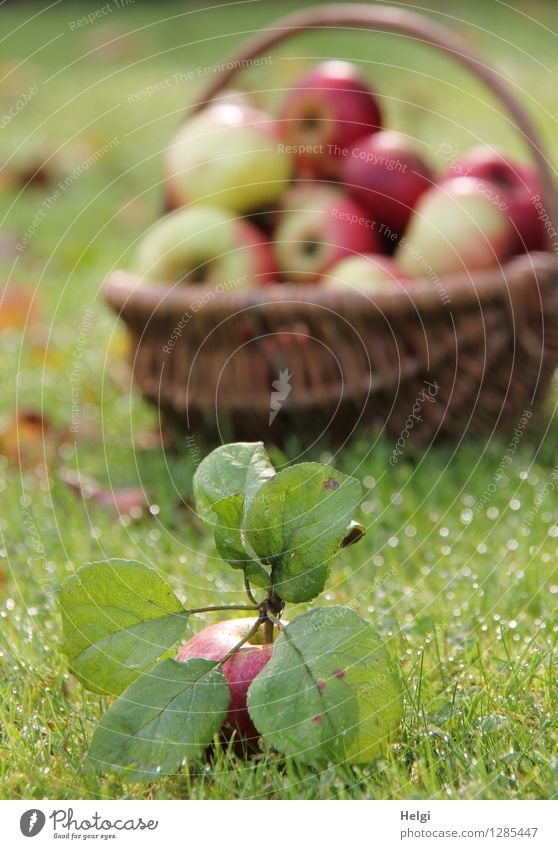 Äppel... Lebensmittel Frucht Apfel Ernährung Bioprodukte Vegetarische Ernährung Korb Umwelt Natur Herbst Schönes Wetter Pflanze Gras Blatt Grünpflanze Garten