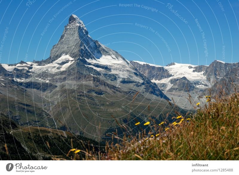 Bergwiese am Matterhorn II Ausflug Abenteuer Ferne Expedition Sommerurlaub Berge u. Gebirge wandern Natur Landschaft Wolkenloser Himmel Schönes Wetter Gras