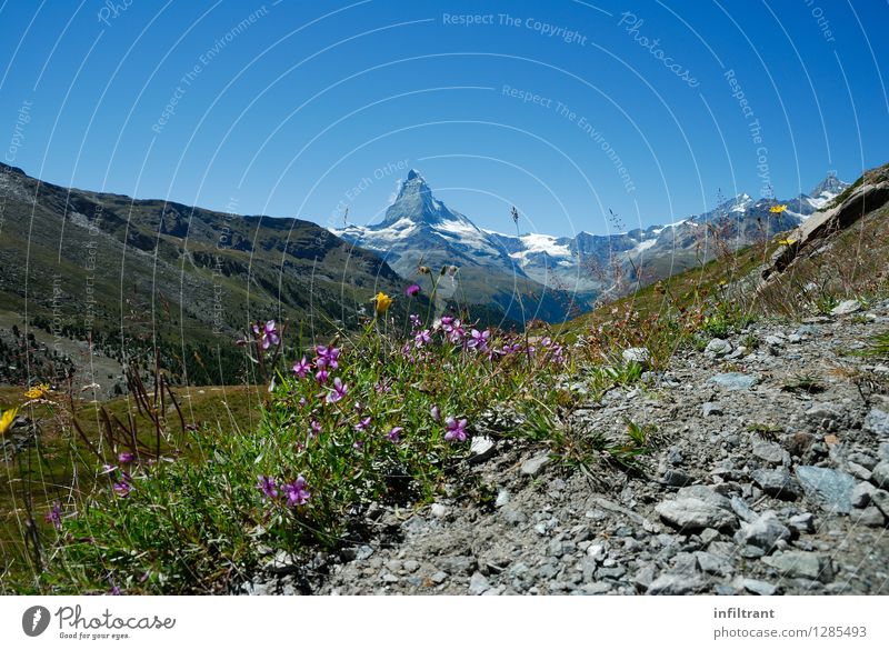 Matterhorn durch die Blume :-) Sommer Sonne Berge u. Gebirge wandern Natur Landschaft Himmel Alpen Gipfel ästhetisch blau grau grün violett rosa Zufriedenheit