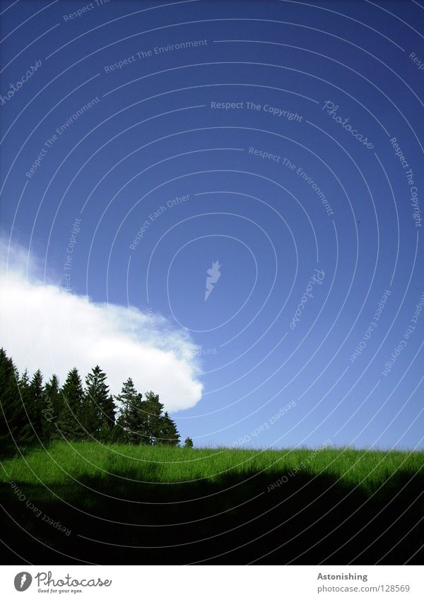 eine Wolke geht im Wald spazieren Himmel Wolken Baum Gras Wiese Hügel blau Schatten Menschenleer Textfreiraum oben Textfreiraum rechts