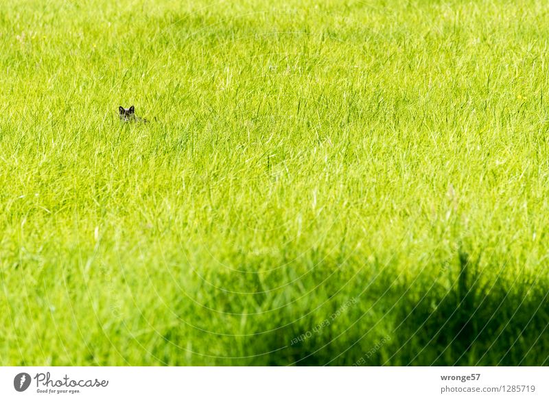 Versteckspiel Sommer Gras Grünpflanze Wiese Tier Haustier Katze 1 klein listig grün schwarz Katzenohr verstecken warten Grasland Jagd Tag Totale Farbfoto