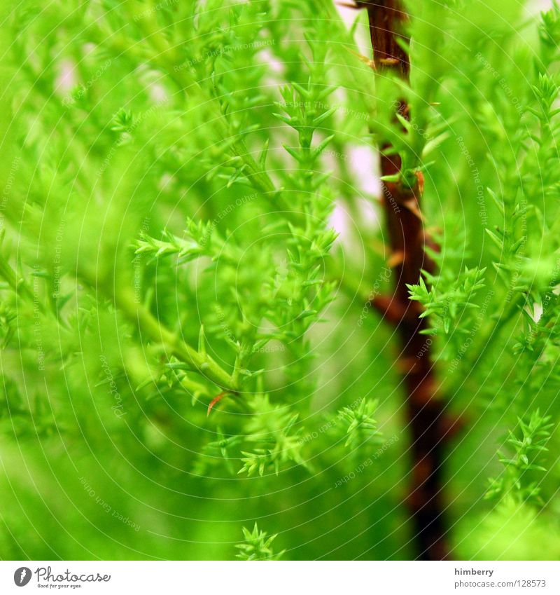 die grüne lunge Lunge Sauerstoff Tanne Baum Holzmehl Natur Park Wachstum Frühling Umwelt Umweltschutz Nadelbaum Forstwirtschaft Baumschule Luft Makroaufnahme