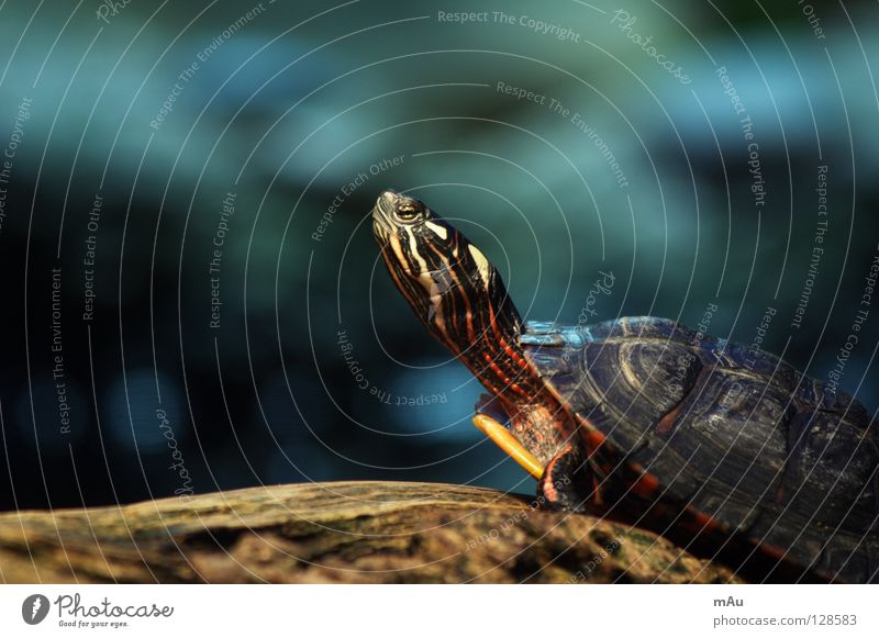 Hans-Guck-in-die-Luft Schildkröte langsam Geborgenheit hart Zoo ruhig Zufriedenheit Ast Natur gepanzert härter am härtesten geht Steil Unschärfe