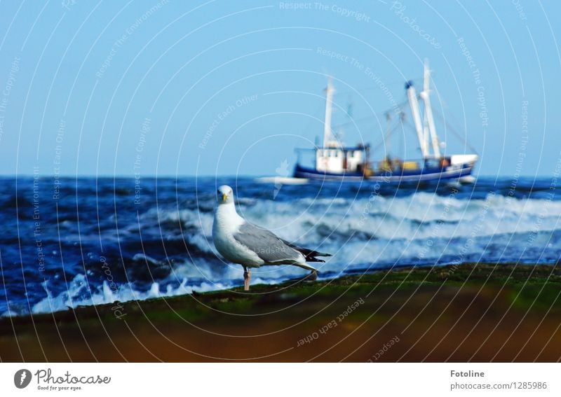 Unter Kontrolle Umwelt Natur Urelemente Wasser Himmel Wolkenloser Himmel Sommer Wellen Küste Nordsee Meer Tier Vogel 1 nah nass blau Wasserfahrzeug Fischerboot