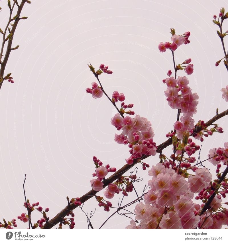 Japanische Blütenkirsche (Prunus serrulata) Baum rosa weiß schlechtes Wetter April Wachsamkeit Kirsche Kirschblüten schön Kultur Anmut Frühling Natur