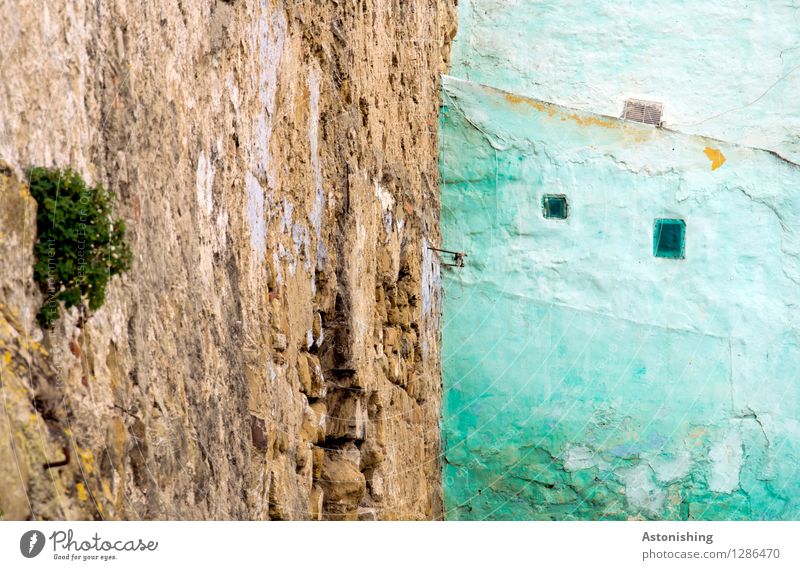 die türkise Wand Pflanze Sträucher Tanger Marokko Afrika Stadt Haus Bauwerk Gebäude Mauer Fassade Fenster blau braun mehrfarbig klein Altstadt Farbfoto