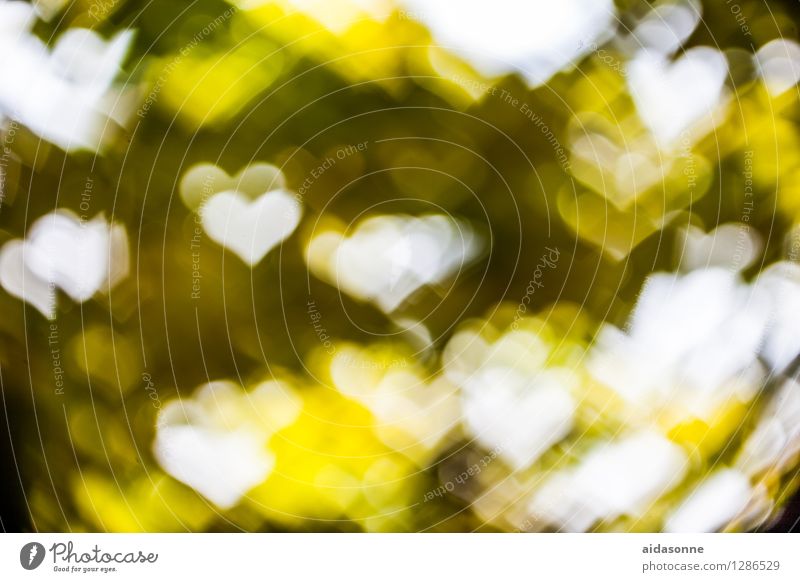 Herz Bokeh fantastisch Kitsch schön weich gelb grün Farbfoto Muster Menschenleer Tag Gegenlicht Unschärfe