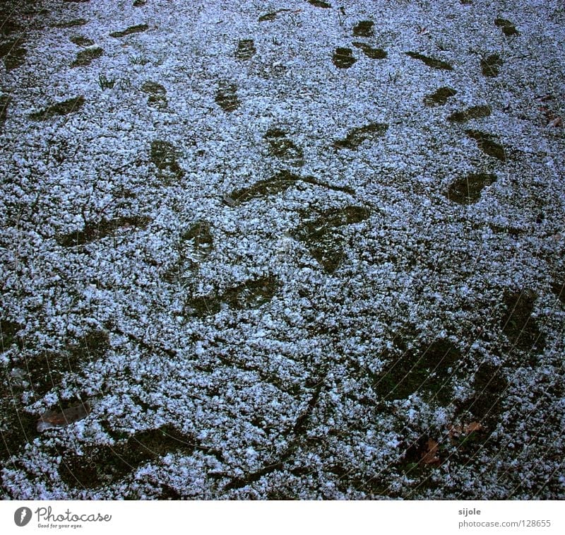 Spuren... Gras grün weiß Winter kalt Einsamkeit Wiese Lebenslauf vorwärts zurück Schuhe Fußspur fuße Schnee ungeordnet Wege & Pfade spurensuche Eis Ende Ziel