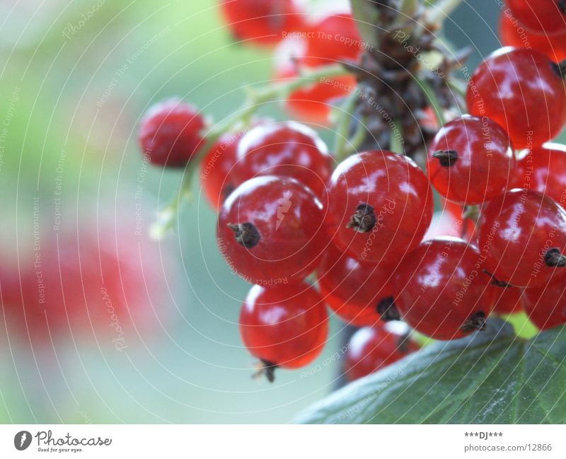 Verführerische Früchtchen rot lecker fruchtig Saison Frucht Beeren