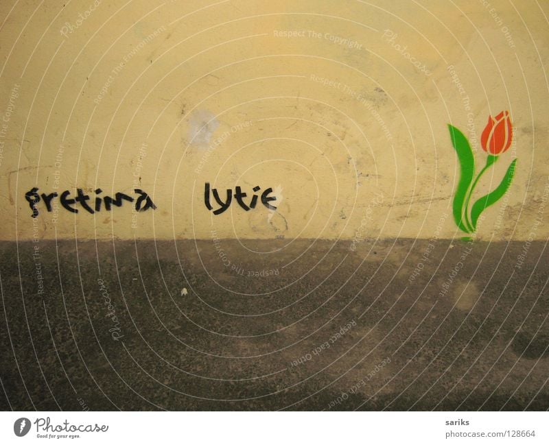 nebenan regnet's Wand gelb grau Europa Litauen Vilnius trist Tulpe grün rot Blühend frisch Blume Schablone Regen Frühling abrupt Außenaufnahme Zufall Graffiti