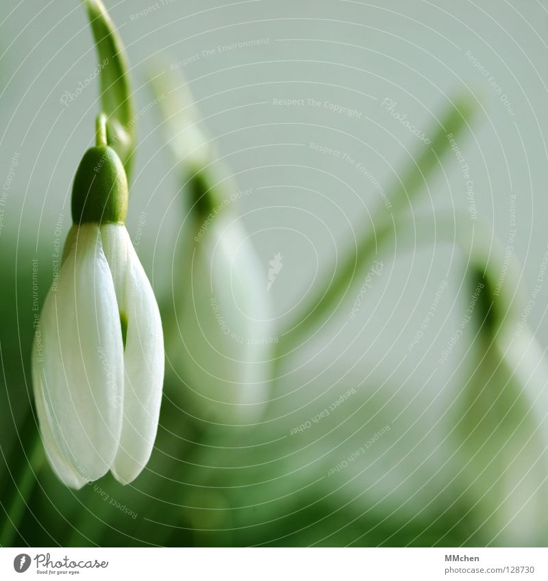 Stumm Schneeglöckchen Blume Pflanze Blüte Blütenkelch grün weiß Frühling Knollengewächse offen Makroaufnahme Nahaufnahme Milchblume Hübsches Februar-Mädchen