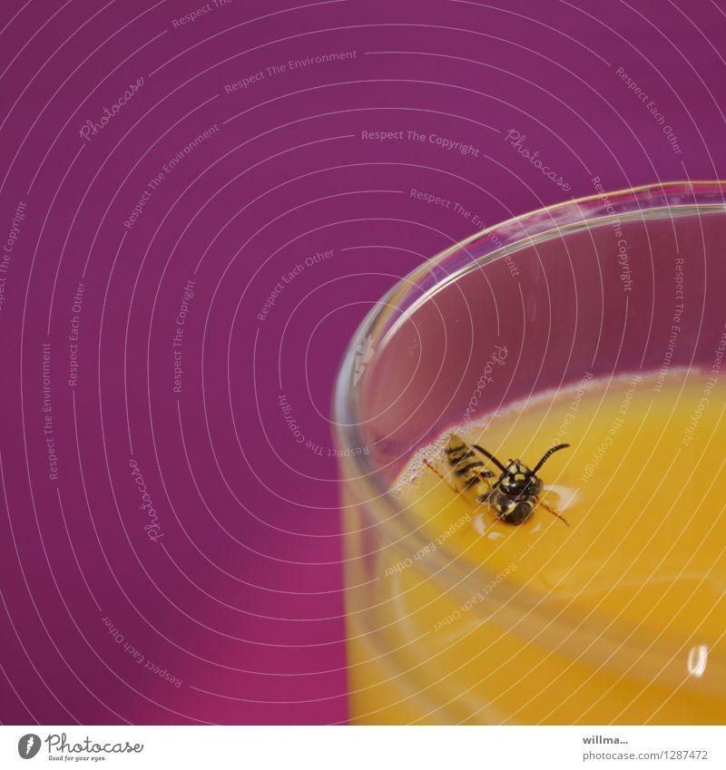 0815 AST | pool position ,-) Wespen Biene Insekt Überleben Überlebenskampf Orangensaft Saft Saftglas Getränk trinken ertrinken Schwimmen & Baden gelb rosa