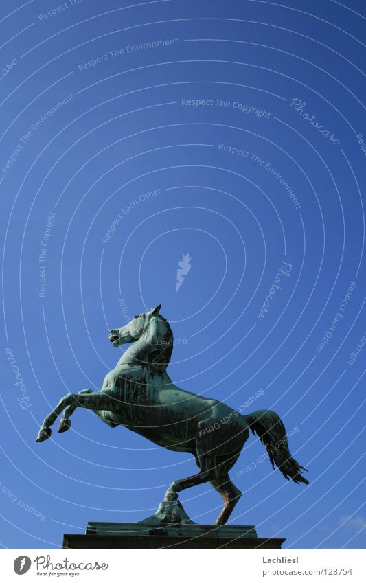 Welfenross II elegant Freiheit Studium Kunst Tier Himmel Sehenswürdigkeit Wahrzeichen Denkmal Pferd Geschwindigkeit blau Symbole & Metaphern Wappen