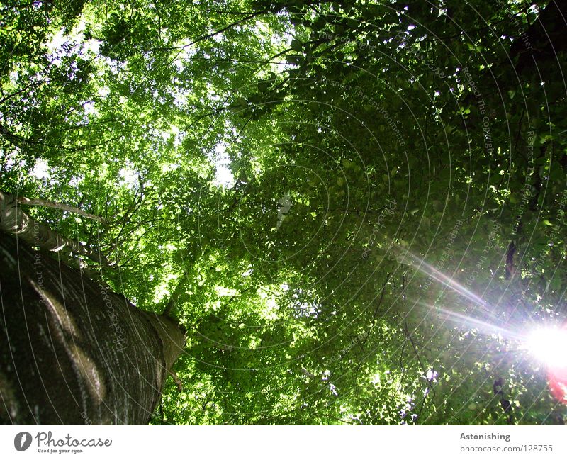 ein Loch im Dach Sonne Baum Blatt Wald grün Perspektive Baumkrone Baumstamm Geäst Blätterdach Baumrinde Ast Licht Sonnenstrahlen Frosch braun blenden