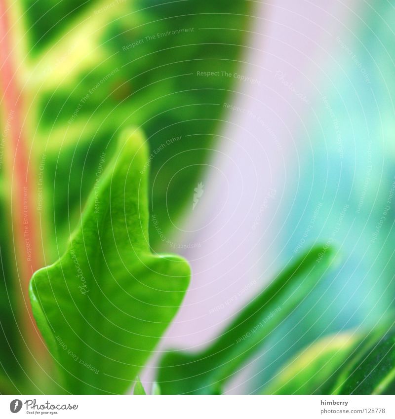 blattwerk II grün Florida Botanik Urwald Hintergrundbild Park Ferien & Urlaub & Reisen frisch Gefäße Farbverlauf mehrfarbig Sauerstoff Lunge Makroaufnahme