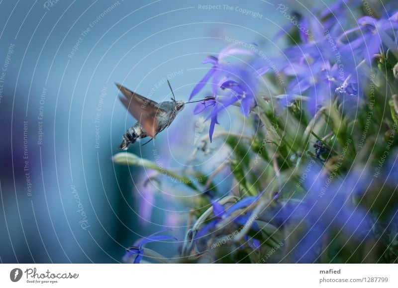 Aushilfskolibri Blume Blüte Tier Wildtier Schmetterling Flügel 1 Blühend fliegen Fressen exotisch blau braun grün violett Nektar Rüssel Schwebeflug Farbfoto