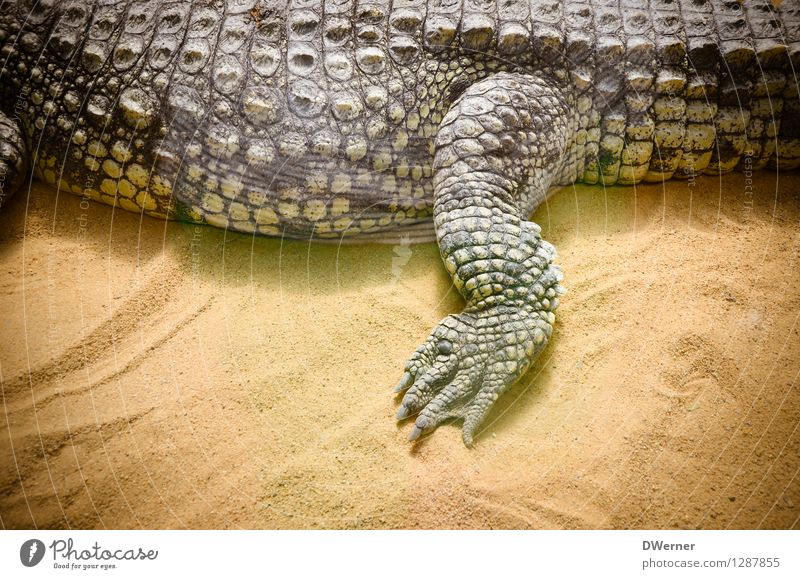 Alligator exotisch schön Tourismus Abenteuer Safari Zoo Sand Tier Wildtier Schuppen Krallen 1 gehen laufen liegen gigantisch groß gelb Krokodil Beine Panzer