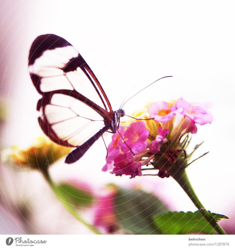 *400*...muss ein schmetterling sein! Natur Pflanze Tier Frühling Sommer Schönes Wetter Blume Blatt Blüte Garten Park Wiese Wildtier Schmetterling Flügel 1