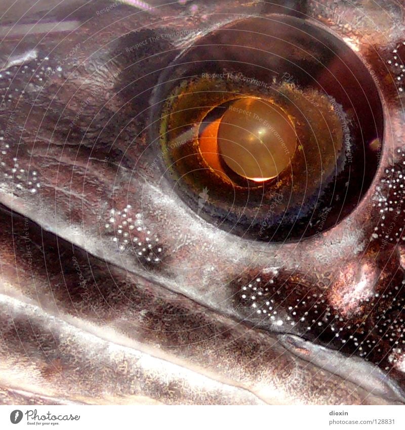 Fisheye Fischmaul Silberblick glänzend Pupille unheimlich Blick silber Auge außergewöhnlich Makroaufnahme Blick in die Kamera Fischauge