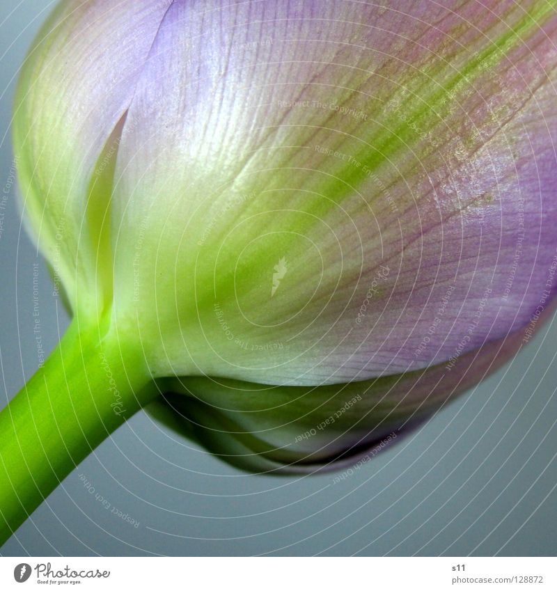 Tulipa Blume Blüte Tulpe Frühling Frühlingsblume Blütenblatt violett grün Pflanze zart fein leicht schön Vergänglichkeit Stengel Makroaufnahme Nahaufnahme