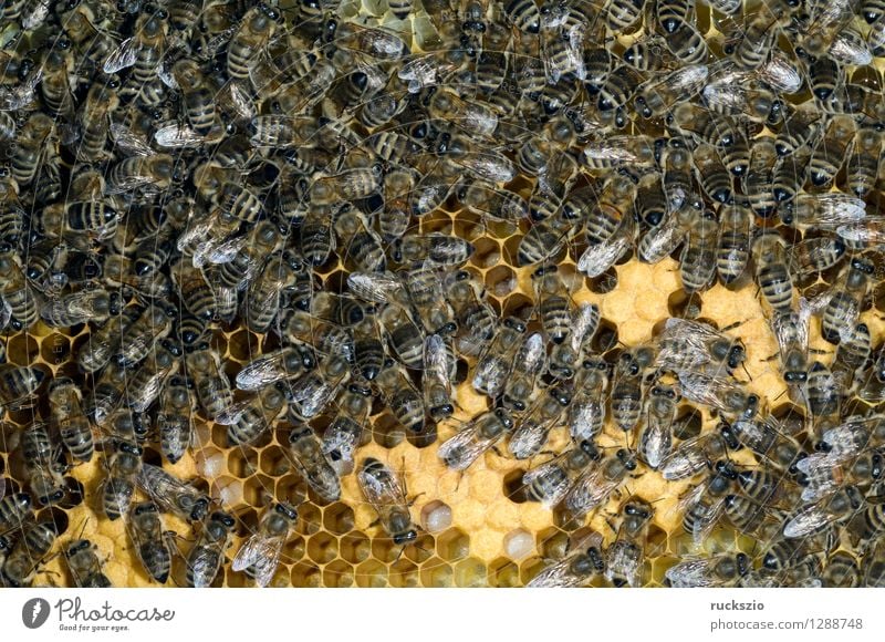 Honigbienen, Biene; Apis; mellifera Haustier Kasten authentisch Bienenstock Honigkasten Honigraum Beutenbau Honigbeuten Bienenkaesten bienenbeuten Nest Pollen