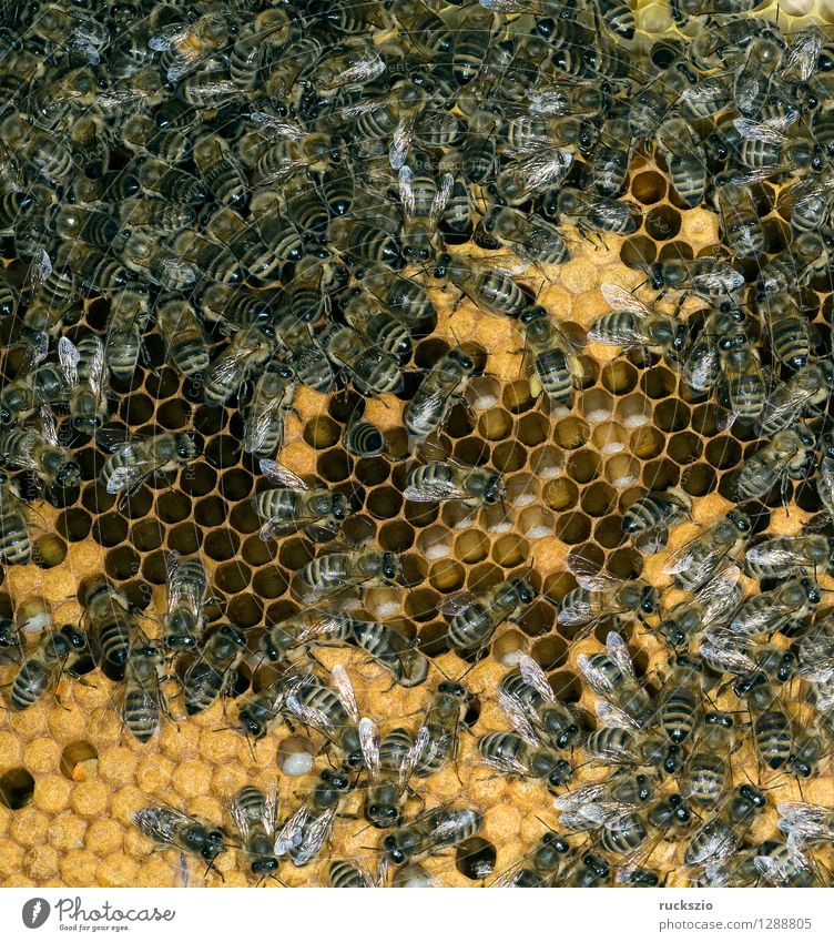 Honigbienen, Biene; Apis; mellifera Haustier Kasten authentisch Bienenstock Arbeiter Honigkasten Gelege Streckmade rundmade Larve bienenlarve Honigraum