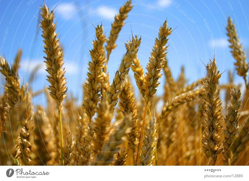 Weizenfeld Ähren Mehl Bier Ernährung gelb Himmel Landschaft blau Getreide Lebensmittel gold