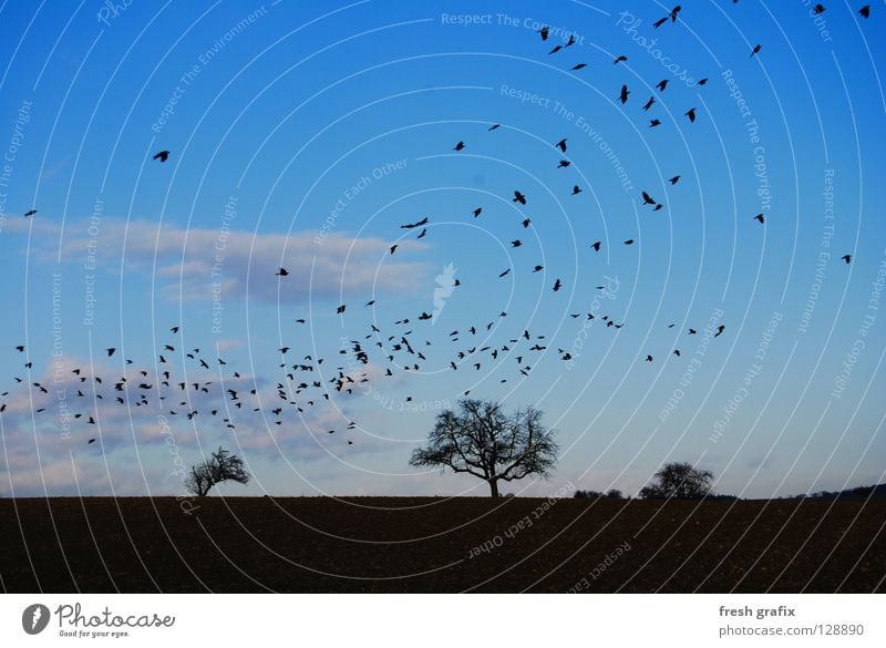 rabenschwarm Rabenvögel Vogelschwarm Feld Herbst Dieb Tier Natur Freiheit Beginn Luftverkehr ausschwärmen