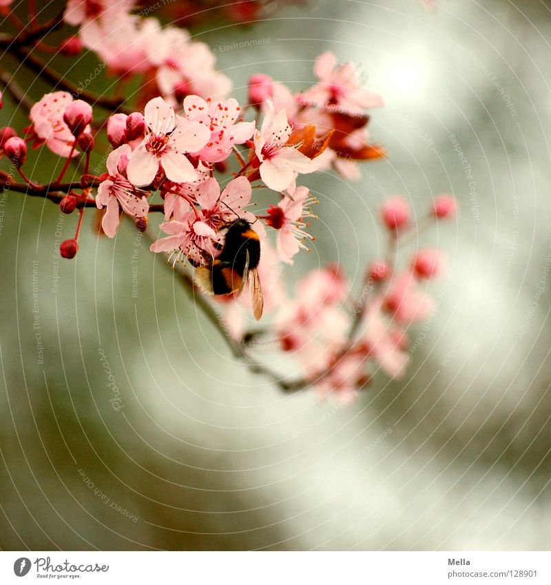 Hummel Hummel mors mors Frühling Pflanze Blüte Tier 1 Blühend festhalten krabbeln natürlich weich rosa fleißig Natur Umwelt Farbfoto Außenaufnahme Menschenleer